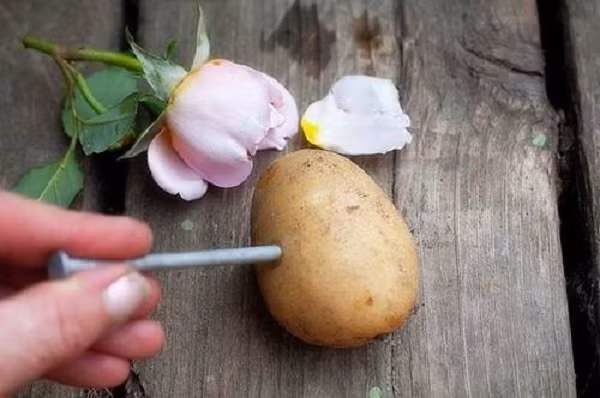 Bước 4: Đục một lỗ trên củ khoai tây sao cho vừa vặn với đường kính cành hồng của bạn. Các dụng cụ đều cần phải rửa sạch trước khi sử dụng.