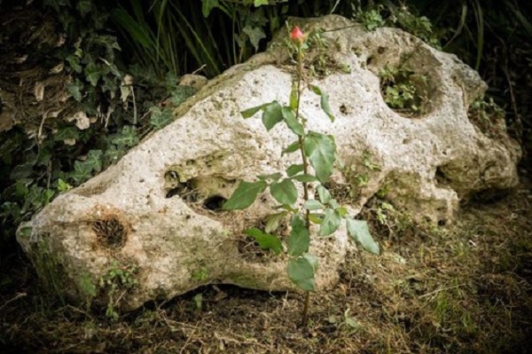 Sau 1 tuần, khi rễ cây đã cứng cáp là bạn có thể chuyển ra trồng trong vườn.