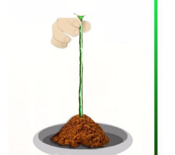 Bên cạnh đó, cần nhúng gốc cành vào bột quế để chống vi khuẩn tự nhiên nhằm ngăn ngừa thối rễ do độ ẩm liên tục.