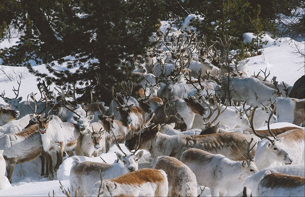 Lối sống du mục cùng những đàn tuần lộc đã trở thành một phần không thể thiếu trong đời sống văn hóa của họ. Những năm gần đây, tộc người Dukha đã có những thay đổi trong lối sống nhằm góp phần bảo vệ thiên nhiên bên cạnh việc bảo tồn những bản sắc văn hóa đặc trưng của tổ tiên.