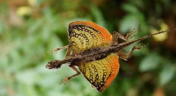  Thằn lằn rồng bay có tên khoa học Draco volans - một loại bò sát sống tại các khu rừng rậm ở Đông Nam Á.