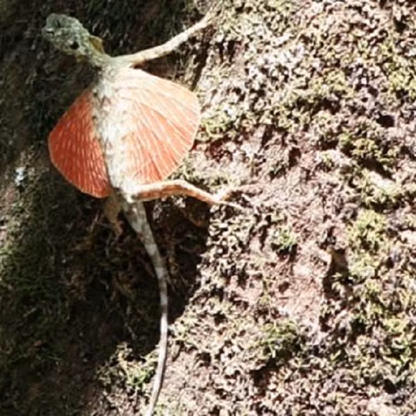 Nếu nói một cách chính xác thì thằn lằn rồng không hẳn là "bay", mà đúng hơn là “lướt”, bởi cánh của chúng không hề có lực, mà chỉ có thể nâng cơ thể đi lên và giúp chúng kiểm soát phương hướng.