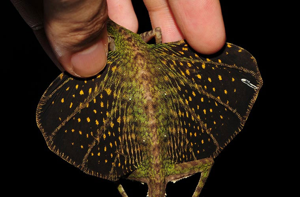 Thằn lằn rồng bay ít khi sống dưới đất. Chúng dành phần lớn thời gian sống ở trên cây để tìm kiếm thức ăn.