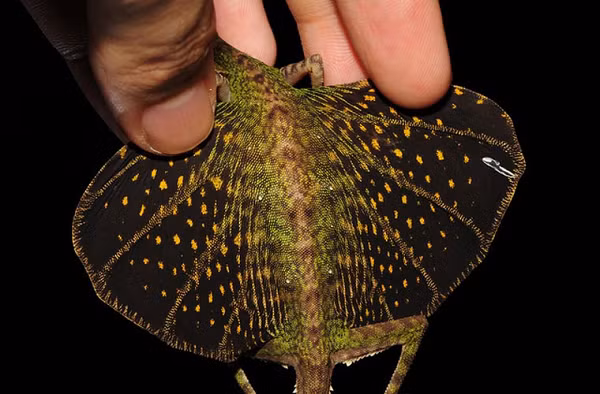 Thằn lằn rồng bay ít khi sống dưới đất. Chúng dành phần lớn thời gian sống ở trên cây để tìm kiếm thức ăn.