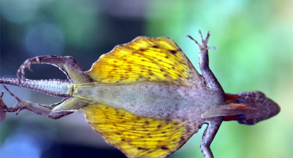 Tuy nhiên, khi chúng phi ra khỏi cành cây và “sãi đôi cánh” thon dài bên sườn thì ấn tượng ban đầu về loài thằn lằn này hoàn toàn thay đổi.
