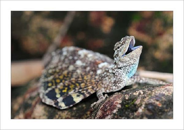 Hiện nay, có hơn 40 loài thằn lằn rồng, với mỗi loại có những đường vân trên cơ thể, màu cánh, và khả năng “lướt” khác nhau. Ví dụ, loài thằn lằn má đen rất nhỏ và nhẹ, nhưng cánh của chúng lại khá rộng, thường sống ở phần dưới của thân cây, bởi chúng có thể mở cánh bay được ngay lập tức và giữ được thăng bằng ngay sau khi cất cánh vào khoảng không.