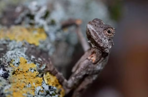 Phần đuôi dài cũng giúp chúng vận động. Thằn lằn rồng có thể “lướt” được một khoảng dài lên đến 9m.