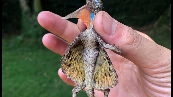 Con cái thường đẻ trứng dưới mặt đất. Chúng dùng đầu để đào một lỗ nhỏ và để khoảng 5 quả trứng vào bên trong lỗ. Chúng lấp lỗ lại và bảo vệ trứng trong vòng 24 giờ. Sau đó 32 ngày, trứng sẽ nở.