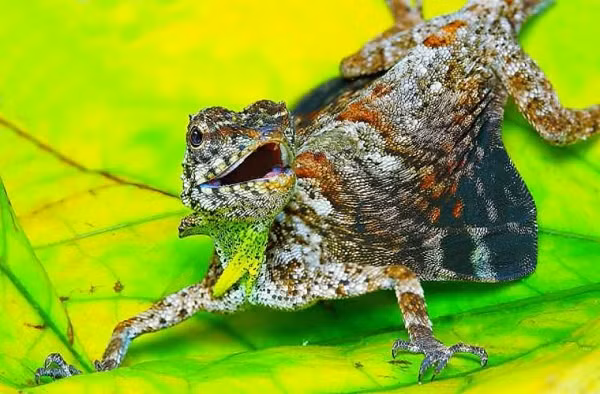 Thay vì gắn một cách cứng nhắc vào phần ngực trước, xương sườn của thằn lằn Draco có thể mở rộng và khá dài. Nối giữa các xương sườn là một mảnh da, trông khá giống đôi cánh.