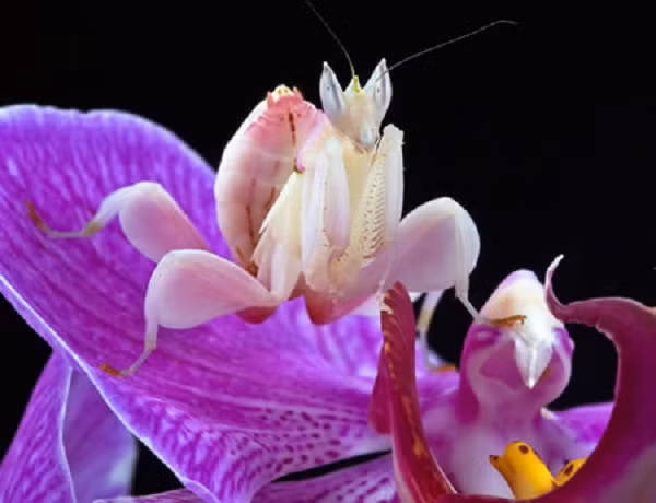 Bọ ngựa phong lan (Hymenopus coronatu) là một loài bọ ngựa thường sống trên các bông hoa, thường được tìm thấy ở Malaysia và Indonexia.