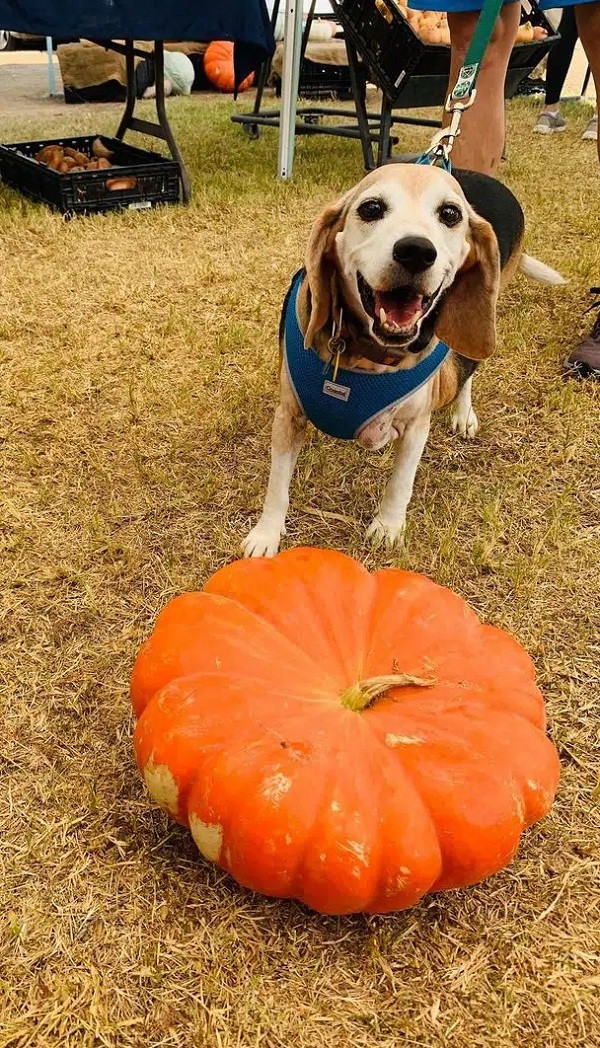 Wolfgang còn còn có sở thích chơi đùa trong hồ bơi của gia đình, McManis cho biết nó rất thích thả nổi trên mặt hồ hơn là việc bơi lội.
