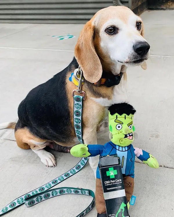 Sau khoảng 7 tháng giảm cân, Wolfgang đã giảm 12,7kg và cân nặng hiện tại chỉ còn 28,1kg. Toàn bộ quá trình giảm cân của Wolfgang đã được đăng tải trên tài khoản Instagram @obese_beagle với hơn 63 nghìn lượt theo dõi.