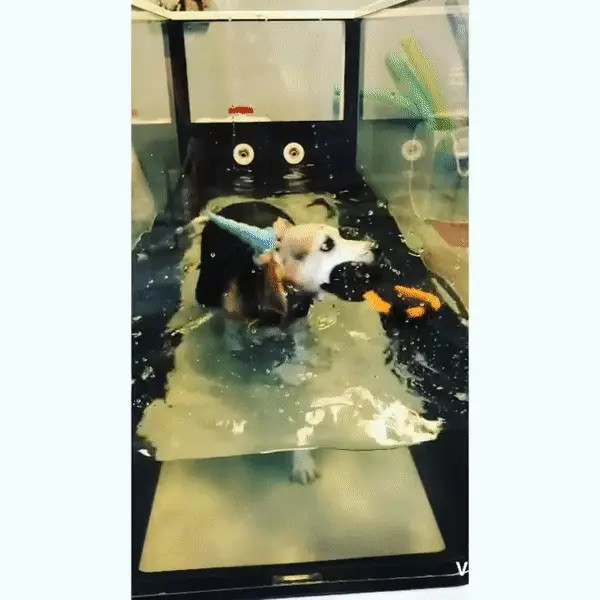 Bác sĩ thú y chẩn đoán Wolfgang mắc bệnh về tuyến giáp và kê đơn cho con vật cùng với yêu cầu chú chó chỉ nên nạp vào cơ thể 600 calo mỗi ngày. McManis phụ trách chuẩn bị bữa ăn cho Wolfgang với thịt gà nạc và rau tươi.