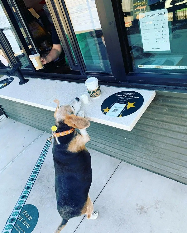 "Chúng tôi hy vọng Wolfgang là minh chứng cho việc những chú chó không chủ cũng có thể có cuộc sống tốt hơn. Wolfgang cũng là một ví dụ tiêu biểu chứng tỏ chúng ta có thể làm được mọi thứ nếu không từ bỏ hy vọng của mình" - McManis nói với Today.