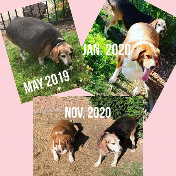 Dù phải tuân theo chế độ ăn kiêng nghiêm ngặt nhưng chú chó này vẫn rất nghe lời và không đòi hỏi ăn thêm bất kỳ thứ gì giữa các bữa ăn. McManis tin rằng lượng rau đã giúp con vật cảm thấy no lâu hơn.