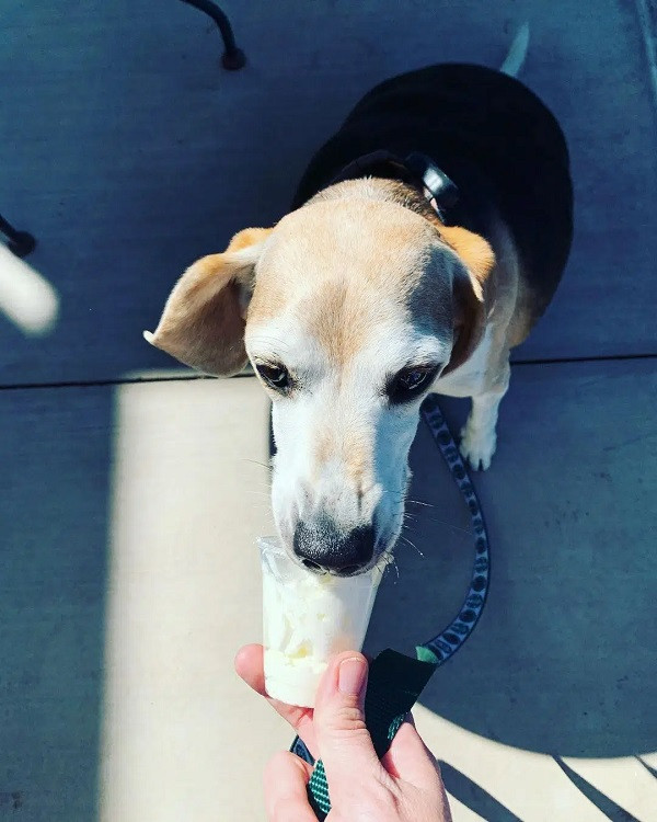 Khi mùa hè đến, thời tiết ở Arizona trở nên nóng nực, vợ chồng McManis không thể dắt Wolfgang đi bộ nhiều vào ban ngày nên họ tranh thủ thời gian buổi sáng và tối.