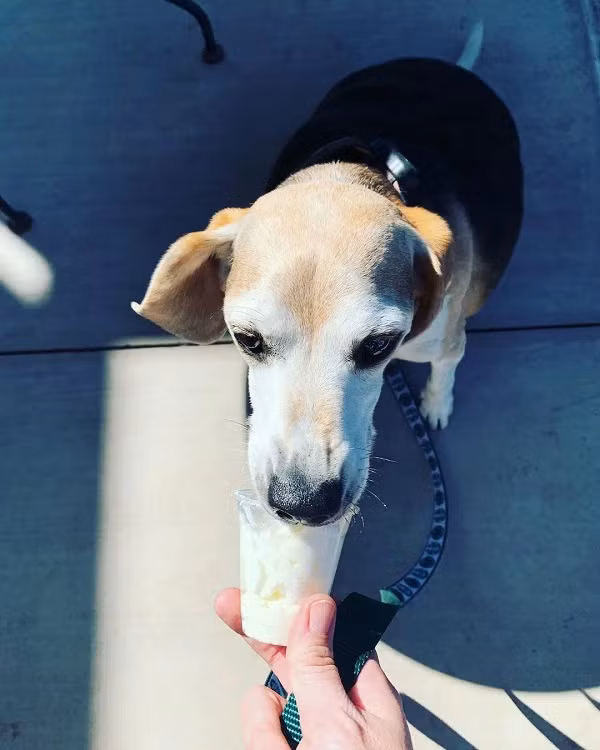 Khi mùa hè đến, thời tiết ở Arizona trở nên nóng nực, vợ chồng McManis không thể dắt Wolfgang đi bộ nhiều vào ban ngày nên họ tranh thủ thời gian buổi sáng và tối.