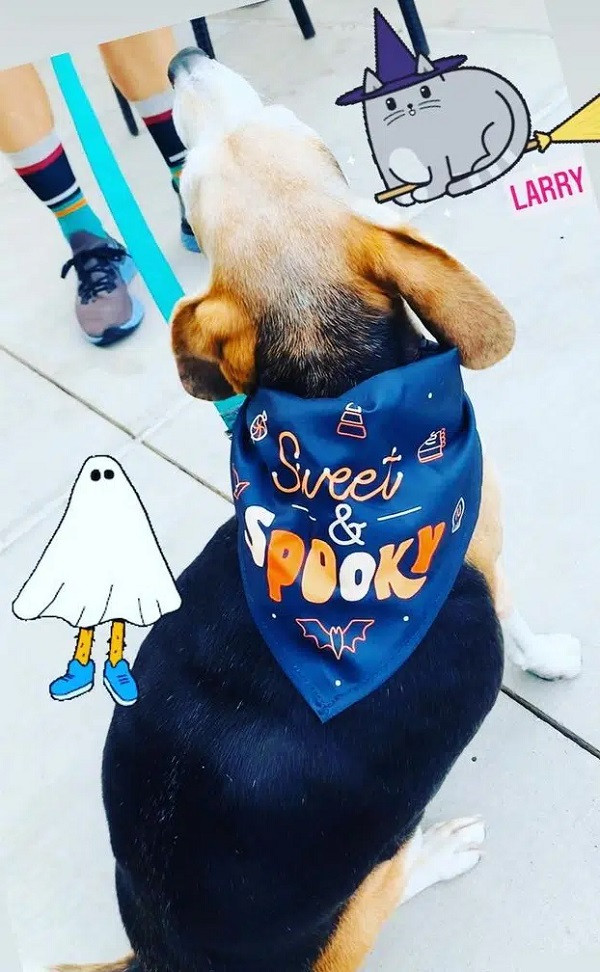 Vợ chồng McManis cũng khuyến khích Wolfgang tập thể dục, mỗi tuần Wolfgang đều đặn tới văn phòng bác sĩ thú y để sử dụng máy chạy bộ dưới nước, con vật có thể đi bộ khoảng 20 phút/lần.