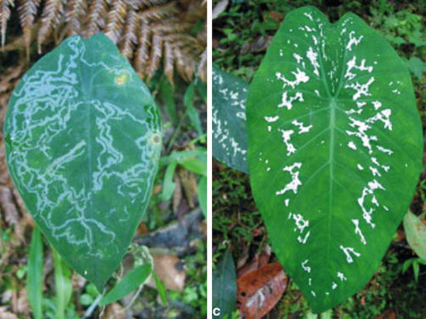 Cây tai voi (Caladium steudneriifolium) là món ăn hảo hạng cho loài sâu bướm đêm. Để ngăn chặn bị tàn phá bởi những kẻ háu ăn này, cây tai voi sẽ giả vờ mắc bệnh với nhiều đốm trắng trên khắp bề mặt lá rất giống với vết tích để lại sau khi bị sâu ăn.