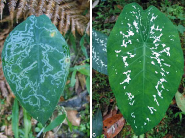 Cây tai voi (Caladium steudneriifolium) là món ăn hảo hạng cho loài sâu bướm đêm. Để ngăn chặn bị tàn phá bởi những kẻ háu ăn này, cây tai voi sẽ giả vờ mắc bệnh với nhiều đốm trắng trên khắp bề mặt lá rất giống với vết tích để lại sau khi bị sâu ăn.
