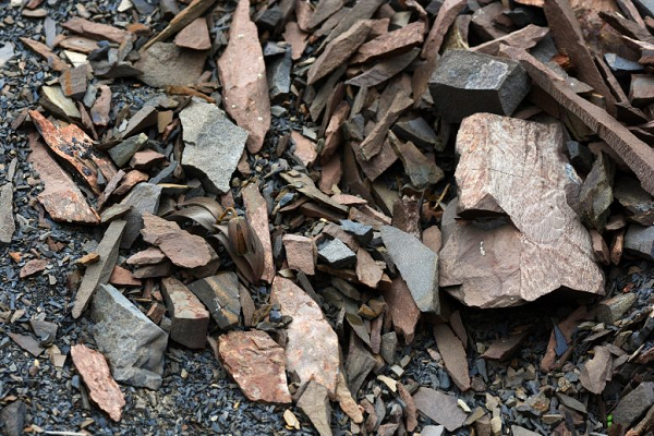 Loài thực vật này bị con người nghiền củ của thành một loại bột trị ho phổ biến. Nhu cầu về củ của loài cây này rất lớn, vì cần khoảng 3.500 củ để sản xuất chỉ một kg bột, trị giá khoảng 480 USD.