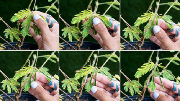 Không chỉ biết tự thu gọn lá để tránh thiệt hại do những yếu tố bên ngoài, cây trinh nữ còn có "trí nhớ" khá tốt. Các nhà khoa học đã nghiên cứu và thấy rằng, khi nhỏ giọt nước lặp đi lặp lại vào lá cây xấu hổ, nó sẽ ngưng co lá.