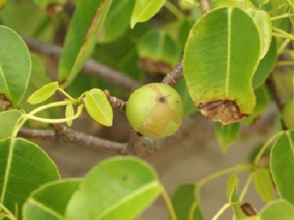 Manchineel có loại nhựa màu trắng vô cùng độc và có tính ăn da. Chỉ một giọt cũng có thể gây mụn nước ngoài da, viêm da, sưng tấy hoặc bỏng. Nhiều khách du lịch đã bị bỏng nặng khi chọn Manchineel là chỗ trú mưa do chất nhựa từ cành cây hòa cùng mưa rơi xuống. Người ta nói rằng, nếu bị trói vào cây này thì chỉ qua một đêm, bạn có thể chết.