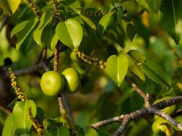 Cây manchineel nổi tiếng nhờ khả năng tự vệ và sát thủ “không ghê tay” của mình. Được coi là loài cây độc nhất trên thế giới, bất kì bộ phận nào của Manchineel đều chứa độc. Quả của cây này có hình dáng giống như trái táo. Nó được gọi là “trái táo của cái chết” do chỉ với một miếng cắn đã có thể chuyển bạn ngay vào phòng cấp cứu.