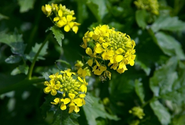 Cây mù tạt cùng họ với rau cải thường sản sinh một chất hóa học đặc biêt để lôi kéo những con ong bắp cày ký sinh tới gần để tiêu diệt các con sâu bướm có ý định ăn lá cây. Cơ chế bảo vệ này phản ứng ngay sau khi xuất hiện trứng sâu bướm để kịp thời ngăn chặn nguy cơ bị ăn mòn. Đổi lại, các con ong bắp cày ký sinh sẽ được vỗ béo bằng trứng và sâu bướm.