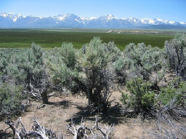 Cây ngải đắng (tên khoa học: Artemisia tridentate) có khả năng khá đặc biệt là có thể gửi tín hiệu cảnh báo cho “đồng bọn” khi bị tấn công. Cây ngải đắng thường bị các loại côn trùng phá hoại tấn công vào lá và thân cây.