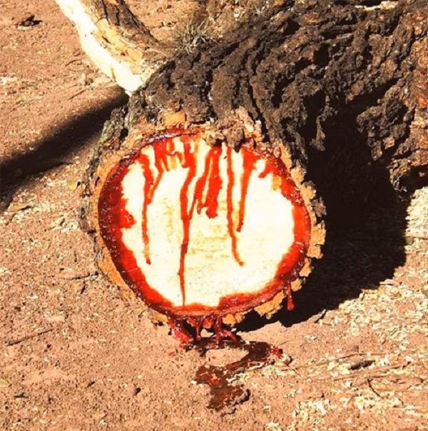 Pterocarpus angolensis là một loài cây thân gỗ có khả năng kì lạ - chảy máu. Là một giống cây mọc ở Nam Phi, loài cây này còn được biết đến với các tên gọi khác như Kiaat, Mukwa hay loài cây chảy máu.