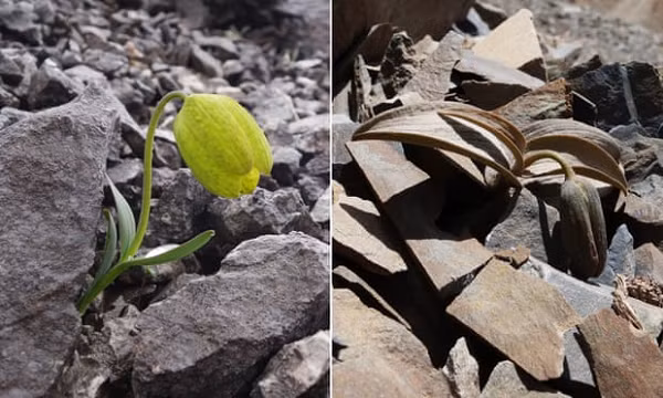 Các nhà khoa học đã phát hiện ra một điều đáng ngạc nhiên là loài cây Fritillaria đã tiến hóa để chống lại sự khai thác của con người. Chúng đã ngụy trang để trở nên rất khó tìm, với màu lá, hoa và thân khó phân biệt với nền đá màu xám hoặc nâu