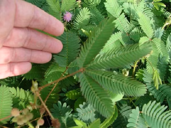 Trong thiên nhiên, có rất nhiều loài thực vật sở hữu khả năng bất ngờ. Mang tên khoa học Mimosa pudica, loài cây trinh nữ này có khả năng tự “thu gọn” người lại khi gặp tác động từ bên ngoà nhờ cấu tạo lá đặc biệt của nó.