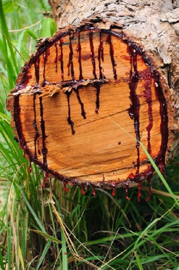 Pterocarpus angolensis mang trong mình một loại nhựa có màu đặc biệt. Khi cắt ngang thân hay một cành cây, ta sẽ dễ dàng thấy loại nhựa màu đỏ hơi sánh, sau khi khô chuyển thành đỏ thẫm rất giống màu máu. Loại nhựa này có tác dụng như chất keo dính gắn liền và chữa lành các vết thương của cây.