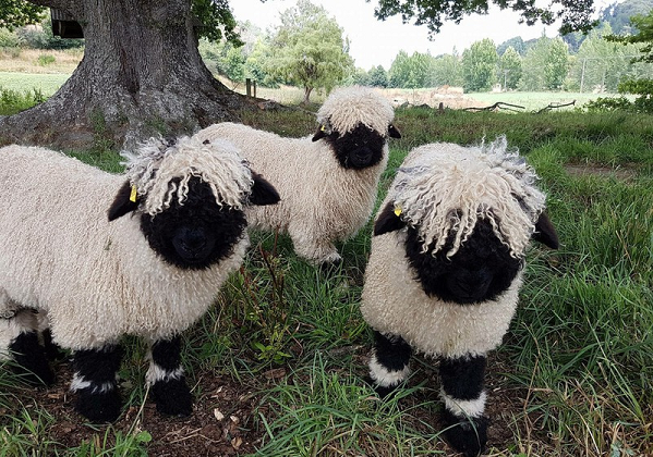 Đặc trưng của chúng là bộ lông len dày, cặp sừng cong và khuôn mặt có chõm đen siêu dễ thương. Chúng xuất hiện ở nhiều dãy núi của Thụy Sĩ từ những năm 1960.