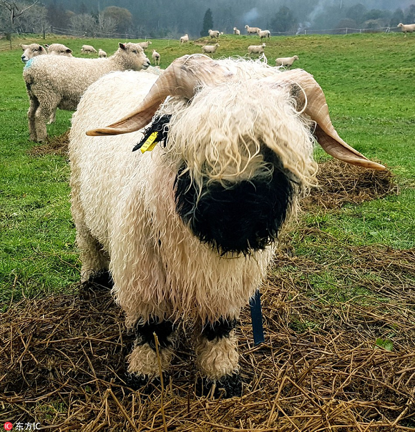 Để thích ứng với điều kiện khí hậu “siêu lạnh” ở nơi đây, cừu mũi đen Valais có bộ lông rất dày.