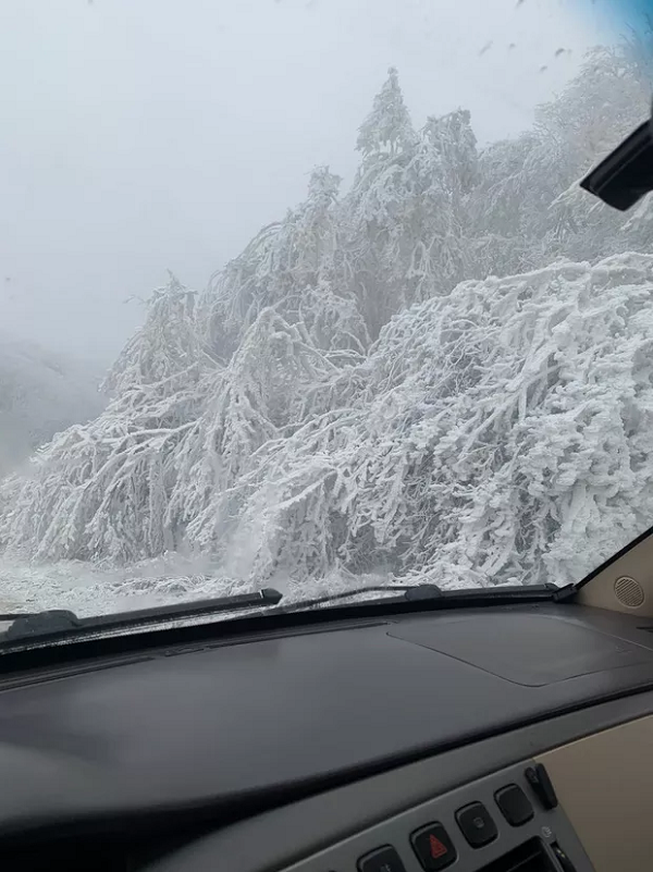 Nếu bị lạc trong một rừng tuyết trắng xóa như vậy chắc chắn không phải trải nghiệm vui vẻ gi.