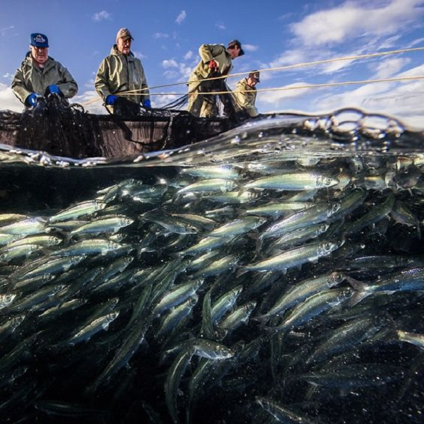 Sự đa dạng sinh học trên hành tinh đang có khuynh hướng giảm xuống. Mỗi ngày khoảng 100 loài sinh vật biến mất không thể phục hồi. Hiện nay 19,6 nghìn loài động và thực vật đang – chiếm 1/3 tổng số loài sinh vật trên Trái Đất - đang bên bờ vực tuyệt chủng.