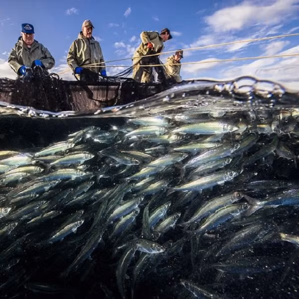 Sự đa dạng sinh học trên hành tinh đang có khuynh hướng giảm xuống. Mỗi ngày khoảng 100 loài sinh vật biến mất không thể phục hồi. Hiện nay 19,6 nghìn loài động và thực vật đang – chiếm 1/3 tổng số loài sinh vật trên Trái Đất - đang bên bờ vực tuyệt chủng.