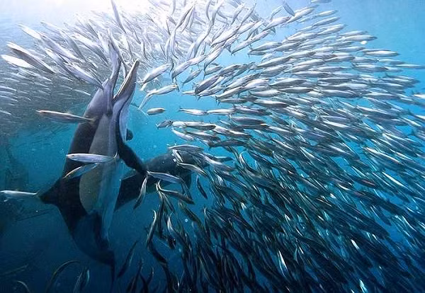 Ngoài ra mỗi ngày do nạn cháy và phá rừng mất đi 60 hecta rừng tự nhiên và khoảng 20 hecta đất có thể dùng cho nông nghiệp. Kết quả là hiện tượng sói mòn và bỏ hoang hóa, nhiều vùng đất biến thành sa mạc.