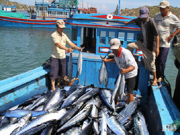Ông Aosok Khosla nói thêm, đến năm 2050 nguồn cá sẽ cạn kiệt, ngành kinh tế ngư nghiệp cũng sẽ biến mất theo.