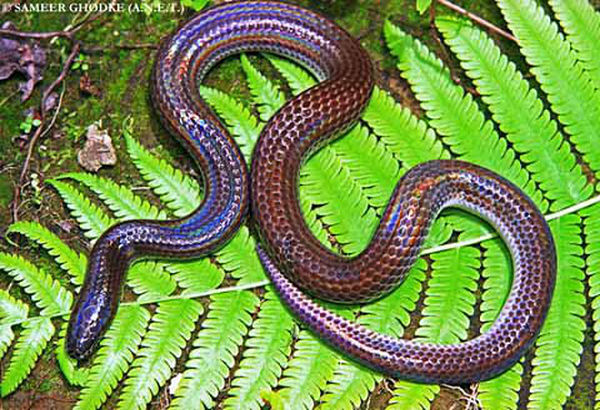 Điểm đặc biệt nhất ở loài rắn này đó chính là chúng sở hữu lớp vảy ngũ sắc, có thể phát màu sặc sỡ, óng ánh dưới ánh nắng.