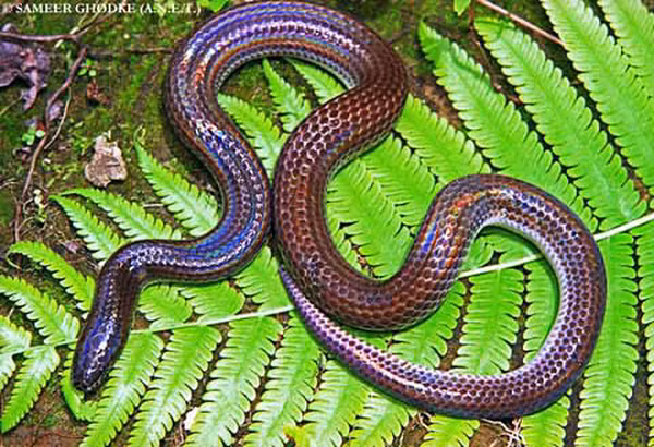 Điểm đặc biệt nhất ở loài rắn này đó chính là chúng sở hữu lớp vảy ngũ sắc, có thể phát màu sặc sỡ, óng ánh dưới ánh nắng.