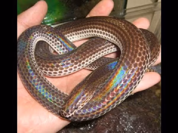 Những chiếc răng này gập lên xuống được, nhưng thường là theo hướng phía sau. Điều này sẽ giúp chúng nuốt con mồi cứng, như thằn lằn, chim, ếch nhái... 1 cách nhanh gọn hơn.