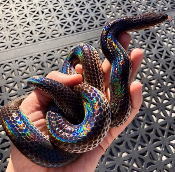 Trước đó, ở Việt Nam cũng xuất hiện loài rắn có lớp vảy nhiều màu độc đáo là loài rắn hổ hành, hay rắn mống (có danh pháp khoa học là Xenopeltis unicolor). Chúng phân bổ trên khắp vùng đất liền và đảo của Đông Nam Á, trong đó sống khá nhiều ở Việt Nam.