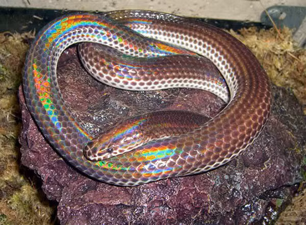 Phần lưng rắn hổ hành thường có màu nâu ánh đỏ, hoặc ánh đen, phần bụng màu xám trắng không có họa tiết trang trí.