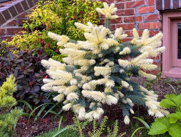 Nhiều người đã tưởng nhầm cây Blue Spruce (một loại cây lá kim họ thông) này là cây giả.