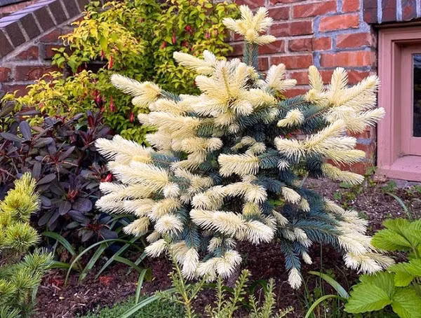 Nhiều người đã tưởng nhầm cây Blue Spruce (một loại cây lá kim họ thông) này là cây giả.