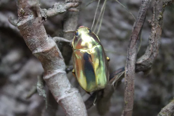 Một chú bọ như được phủ một lớp vàng bóng loáng.