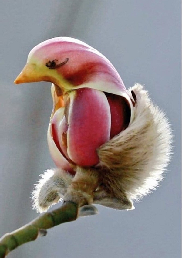 Bông hoa có hình dáng giống hệt một chú chim.